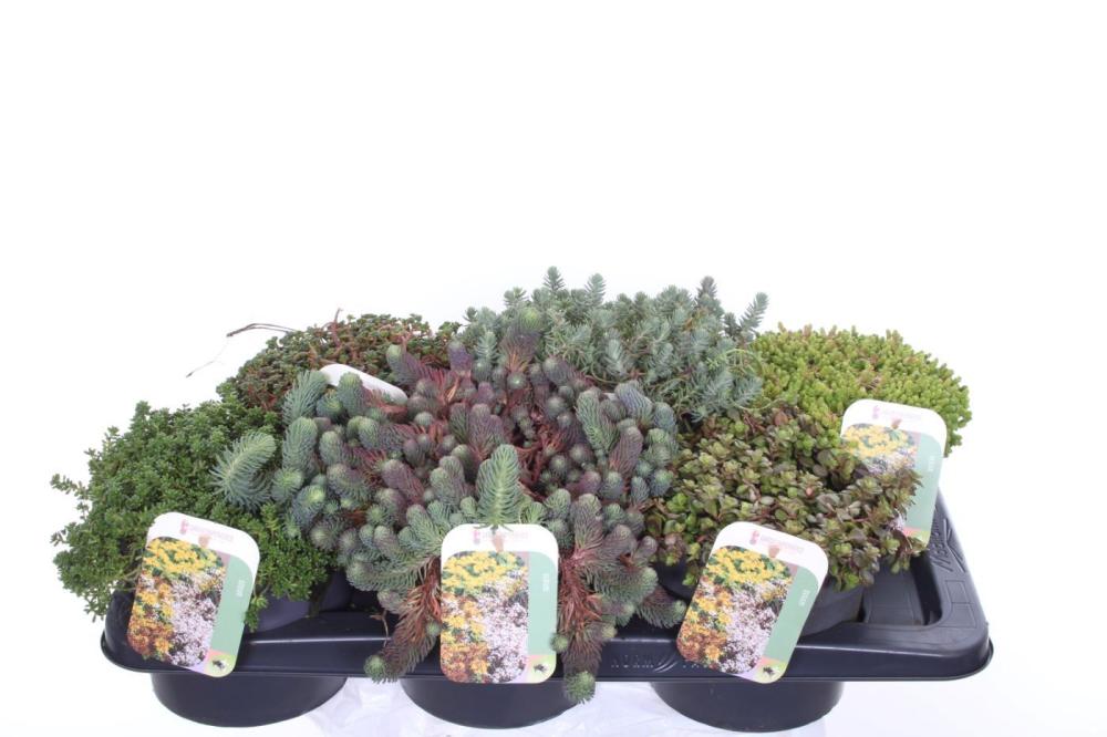 Sedum