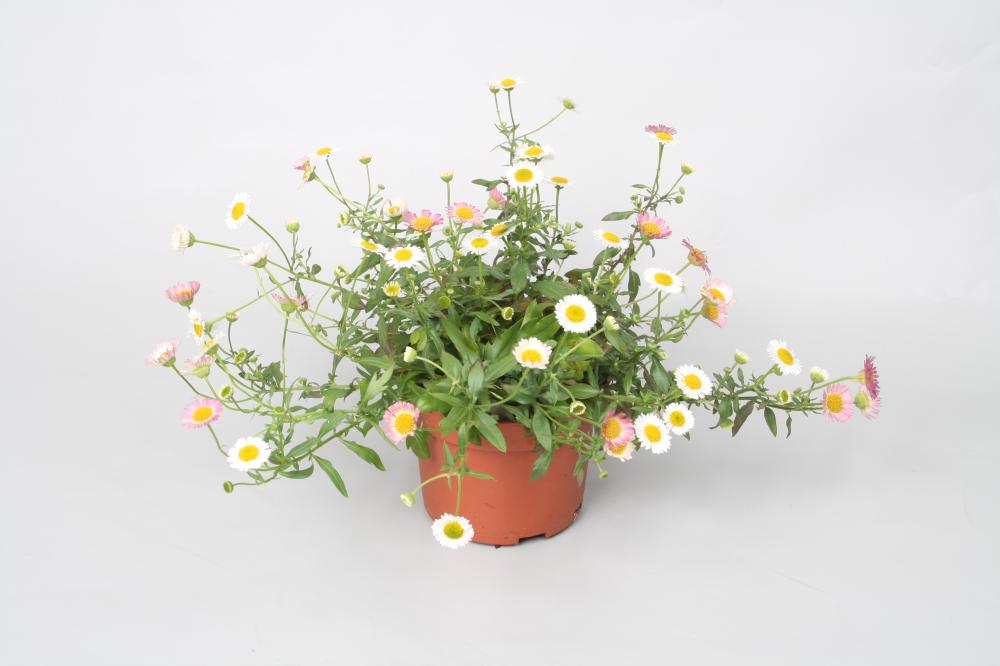 Erigeron