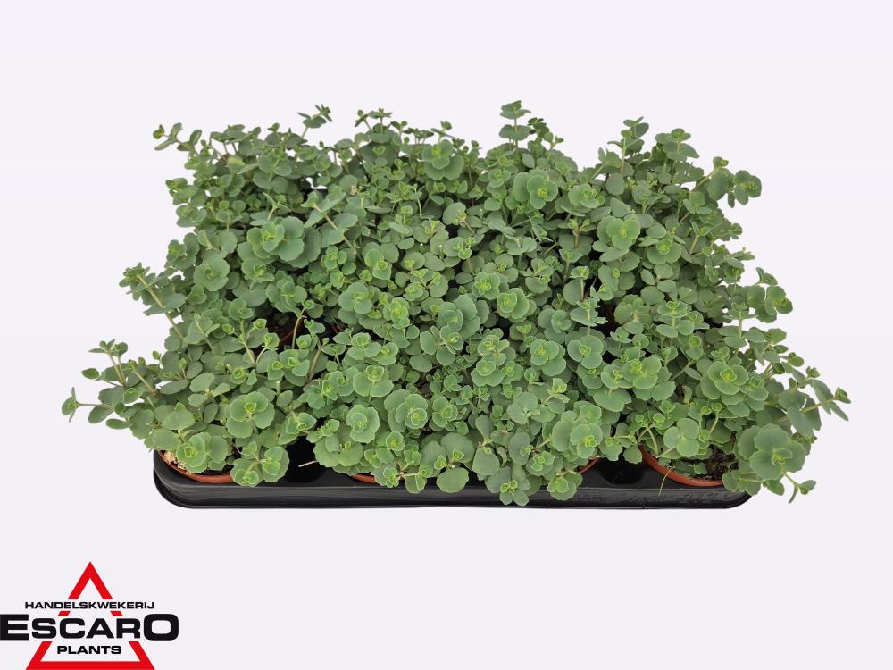 Sedum