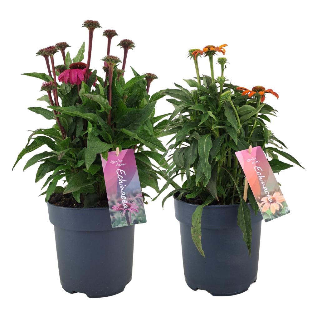 Echinacea