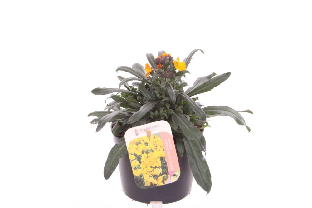 Erysimum