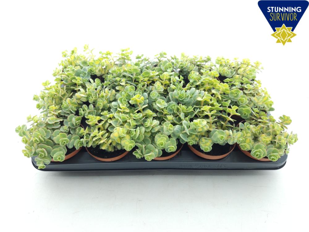 Sedum