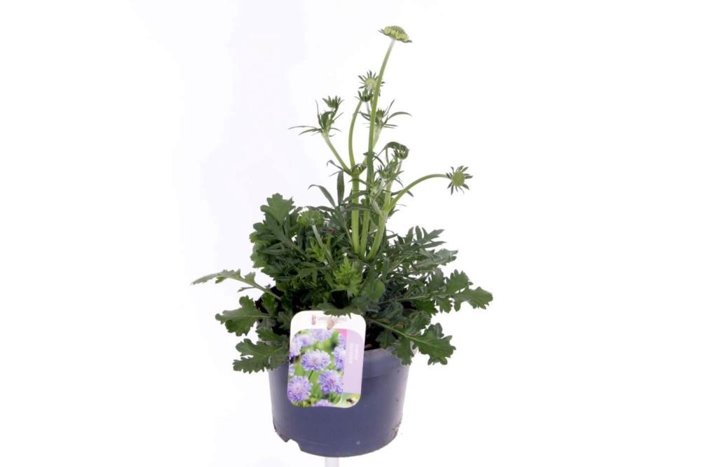 Scabiosa