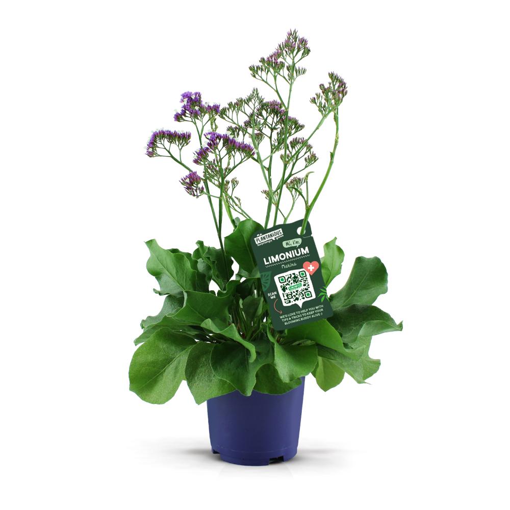 Limonium